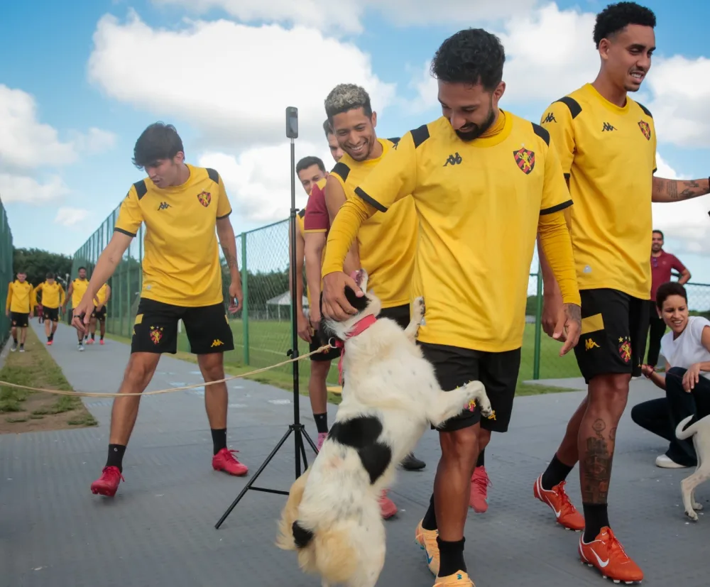 Prefeitura do Recife e Sport lançam parceria para adoção de cães e gatos pela plataforma Adota PET